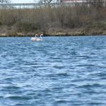 Flamingos  Camargue 2012