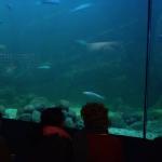 Riesenaquarium Goeteborg 2012