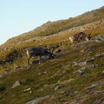Rentiere am Nordkap 2012