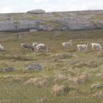 Rentiere auf Repvag  Porsangenfjord 2012