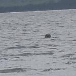 Seerobe Porsangenfjord 2012