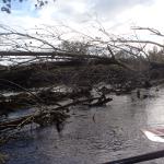 Baum im Fahrwasser Ilemau USE2012