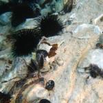 unterwasserfoto kroatien 2013