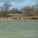 flamingos am etang 2014