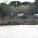 Camargue Pferde 2014