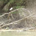 Silberreiher Donau 2014