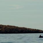 delphin bei der jagd kroatien 2014
