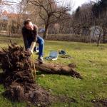 wir zerlegen einen pflaumenbaum 2015