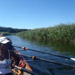 Ruderer auf der Netta Polen 2015