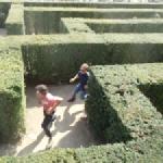 Heckenlabyrinth Wien 2015