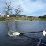 Narew mit wenig Wasser 2015