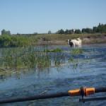 Seekuh kanal augustow 2015