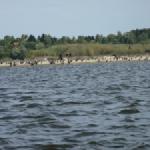 Vogelschwaerme an der weichsel 2015