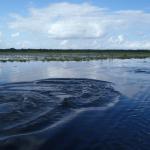 Jez Druzno Sumpfsee hinter elblag 2015