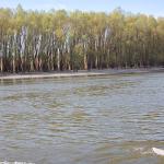 Auwald kroatische donau 2016