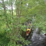 Rudervierer im Wald Havelquelle 2016