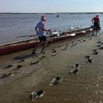 Wattwandern mit dem Fuenfer mit Steuermann Oste 2016