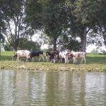 Landdienst mit Kuehen Blog 2017