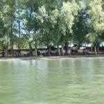 Steppenpferde an der Maas Blog 2017