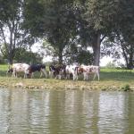 Landdienst mit Kuehen Maas 2017