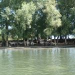 Pferdeherde am Ufer Maas 2017