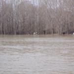 Seekuehe Donaufahrt 2018