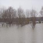 Vierer in Auwald Marasu Donaufahrt 2018