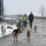 Wilde Hunde in Rumaenien 2018