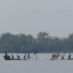 Pelikane im Donaudelta 2019