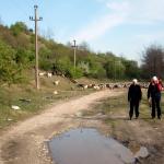 Ruderer mit Schafherde Donau 2019