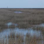 Suempfe an der Kueste des Schwarzen Meeres Donau 2019