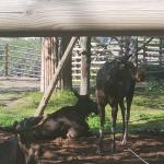 Elche im Skansen 2019