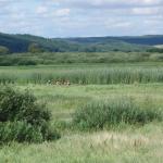 Ruderboot im Netzesumpf P09