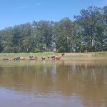mal wieder Kuehe im Wasser Oder 2019