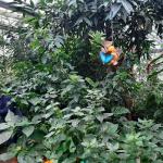 Schmetterlingshaus Mainau Silvester 2021