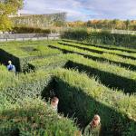 Im Heckenlabyrinth Schönbrunn Donau 2021