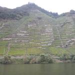 Steile Weinberge Mosel 2021
