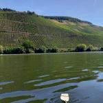 Weinberge an der Mosel 2021