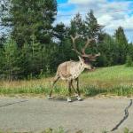 Rentier an der Strasse Inari 2022