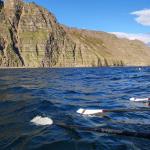 Hohe Klippen an Islands Nordküste 2022