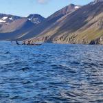 Ruderboot im Hedinsfjördur 2022