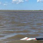 Seerobben auf dem Oste Riff 2022