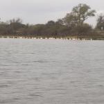 Flamingos in der Camargue 2023