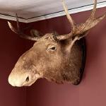 Elch Deko im Wohnzimmer Asnen 2023