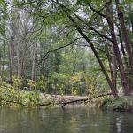 Biberblockade Spreewald 2023