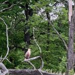 Seeadler an der Warthe 2023