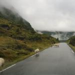 Schafe im Gegenverkehr 2024