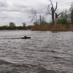 Oder Wildschwein auf Abfangkurs 2024