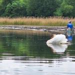 Templiner Seenplatte 2024 Ruderboot mit Schwan