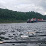 Containerfrachter auf dem Rhein